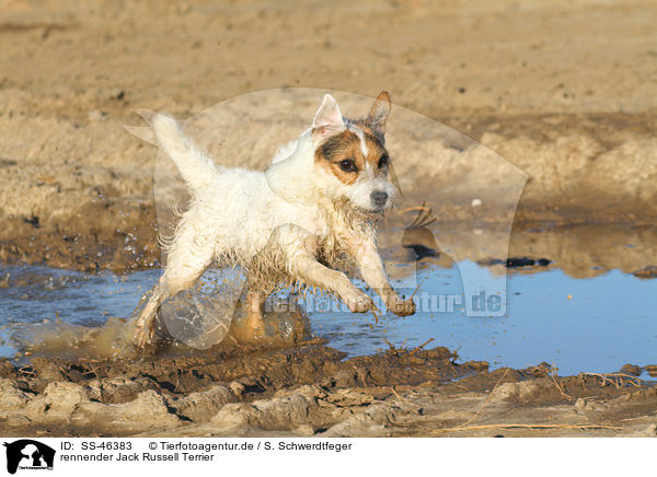 rennender Parson Russell Terrier / running Parson Russell Terrier / SS-46383