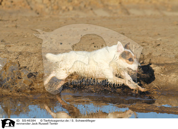 rennender Parson Russell Terrier / running Parson Russell Terrier / SS-46384
