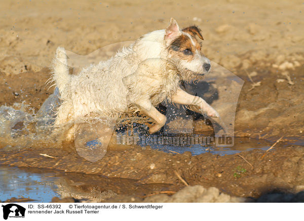 rennender Parson Russell Terrier / running Parson Russell Terrier / SS-46392