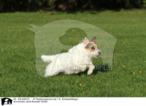 rennender Parson Russell Terrier / running Parson Russell Terrier / SS-46475