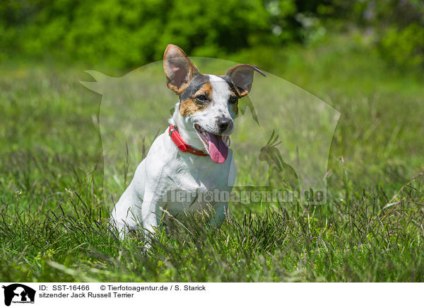 sitzender Jack Russell Terrier / sitting Jack Russell Terrier / SST-16466