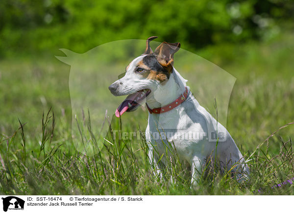 sitzender Jack Russell Terrier / sitting Jack Russell Terrier / SST-16474