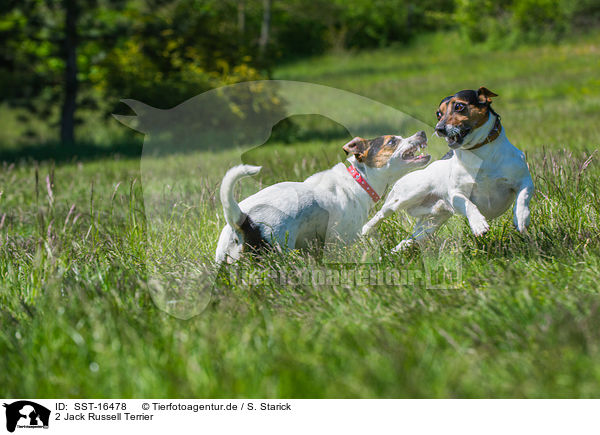 2 Jack Russell Terrier / 2 Jack Russell Terrier / SST-16478