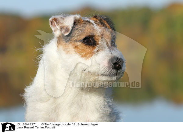 Parson Russell Terrier Portrait / Parson Russell Terrier Portrait / SS-48271