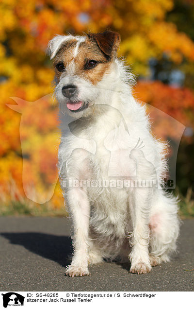 sitzender Parson Russell Terrier / sitting Parson Russell Terrier / SS-48285