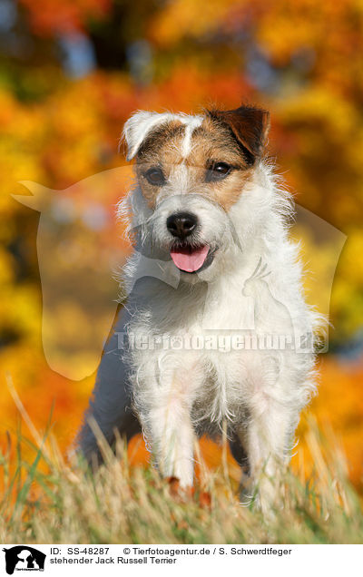 stehender Parson Russell Terrier / standing Parson Russell Terrier / SS-48287
