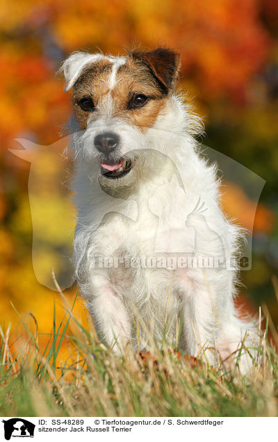 sitzender Parson Russell Terrier / sitting Parson Russell Terrier / SS-48289