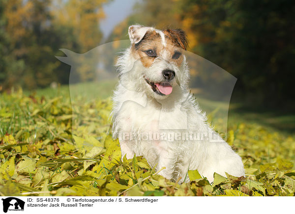 sitzender Parson Russell Terrier / sitting Parson Russell Terrier / SS-48376