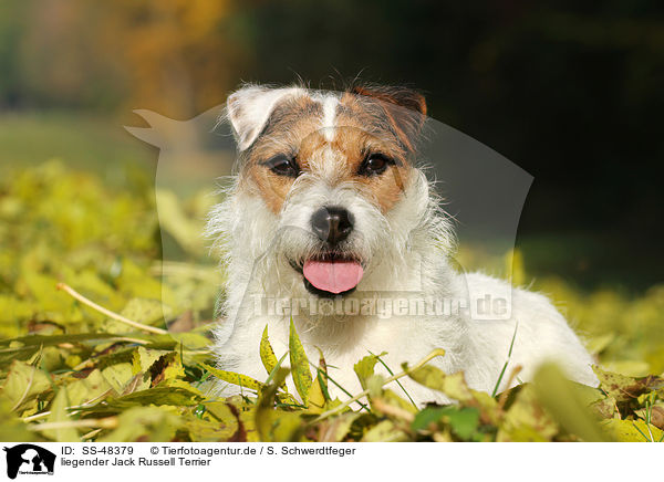 liegender Parson Russell Terrier / lying Parson Russell Terrier / SS-48379