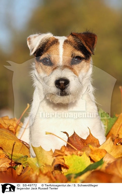 liegender Parson Russell Terrier / lying Parson Russell Terrier / SS-49772