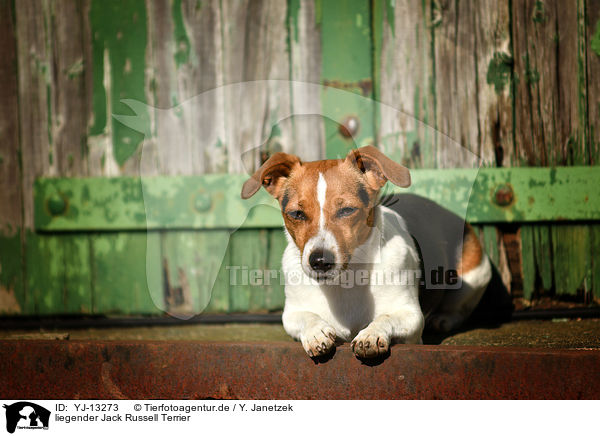 liegender Jack Russell Terrier / lying Jack Russell Terrier / YJ-13273