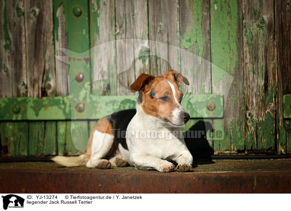 liegender Jack Russell Terrier / lying Jack Russell Terrier / YJ-13274