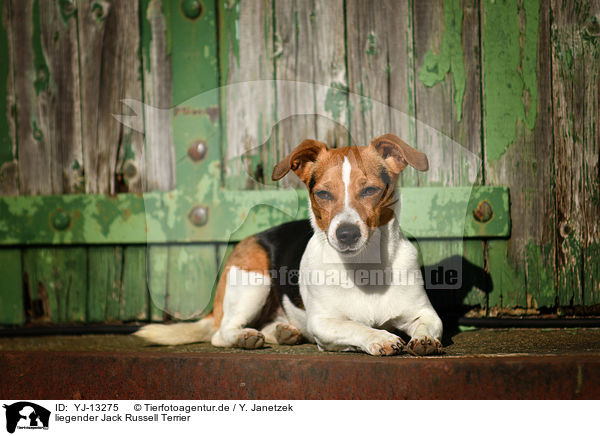 liegender Jack Russell Terrier / lying Jack Russell Terrier / YJ-13275