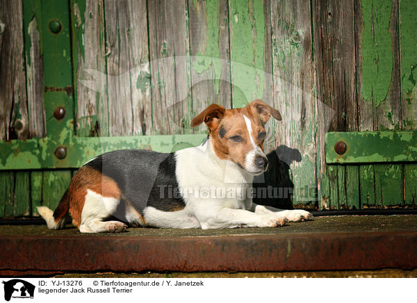 liegender Jack Russell Terrier / lying Jack Russell Terrier / YJ-13276