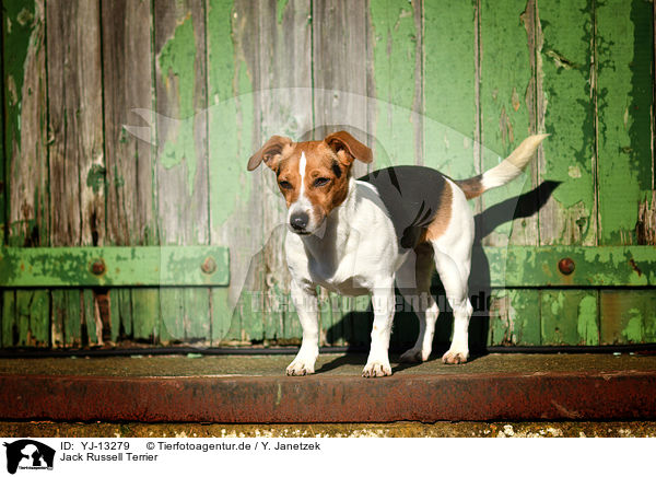 Jack Russell Terrier / Jack Russell Terrier / YJ-13279