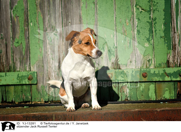sitzender Jack Russell Terrier / sitting Jack Russell Terrier / YJ-13281