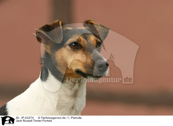 Jack Russell Terrier Portrait / Jack Russell Terrier Portrait / IP-03274