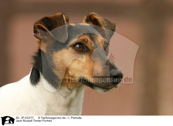 Jack Russell Terrier Portrait / Jack Russell Terrier Portrait / IP-03277