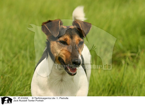 Jack Russell Terrier Portrait / Jack Russell Terrier Portrait / IP-03284