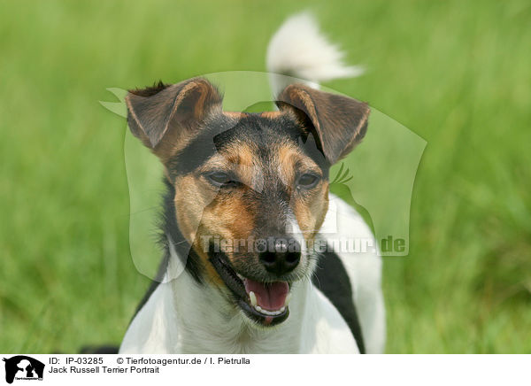 Jack Russell Terrier Portrait / Jack Russell Terrier Portrait / IP-03285