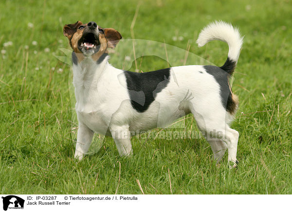 Jack Russell Terrier / Jack Russell Terrier / IP-03287