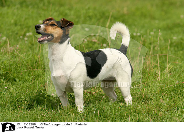 Jack Russell Terrier / Jack Russell Terrier / IP-03288