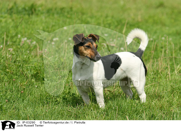 Jack Russell Terrier / Jack Russell Terrier / IP-03290