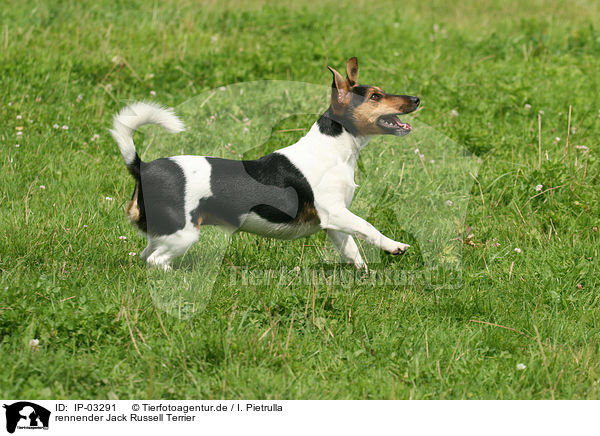 rennender Jack Russell Terrier / running Jack Russell Terrier / IP-03291