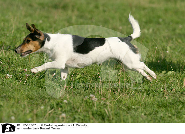 rennender Jack Russell Terrier / running Jack Russell Terrier / IP-03307