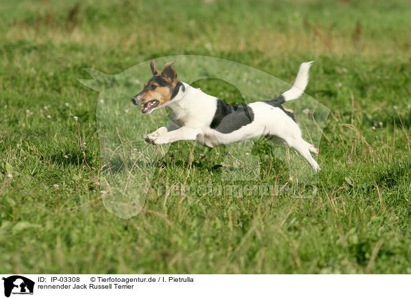 rennender Jack Russell Terrier / running Jack Russell Terrier / IP-03308