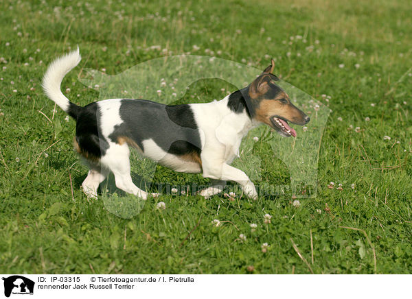 rennender Jack Russell Terrier / running Jack Russell Terrier / IP-03315