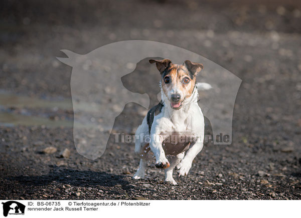 rennender Jack Russell Terrier / running Jack Russell Terrier / BS-06735