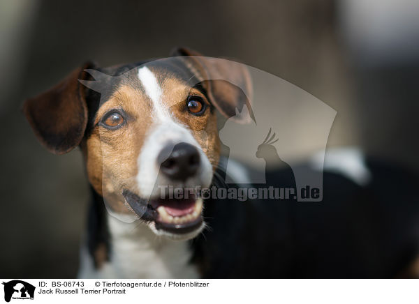 Jack Russell Terrier Portrait / Jack Russell Terrier Portrait / BS-06743