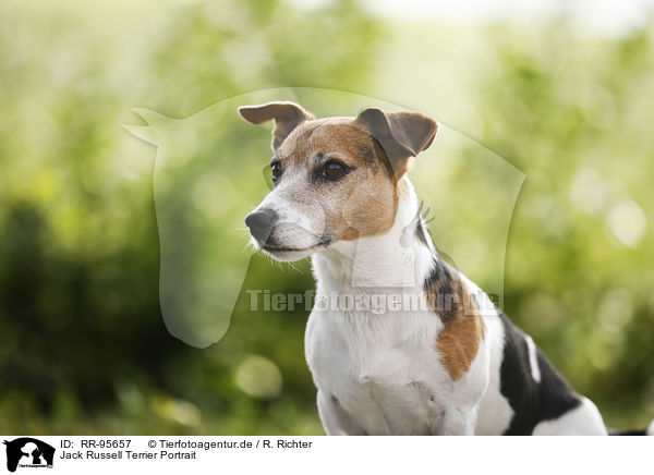 Jack Russell Terrier Portrait / Jack Russell Terrier Portrait / RR-95657