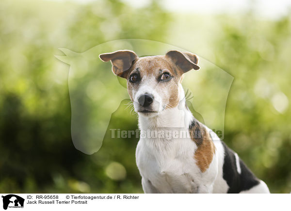 Jack Russell Terrier Portrait / Jack Russell Terrier Portrait / RR-95658