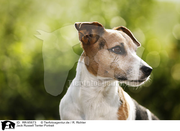 Jack Russell Terrier Portrait / Jack Russell Terrier Portrait / RR-95673