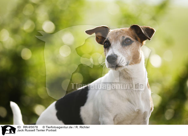 Jack Russell Terrier Portrait / Jack Russell Terrier Portrait / RR-95678