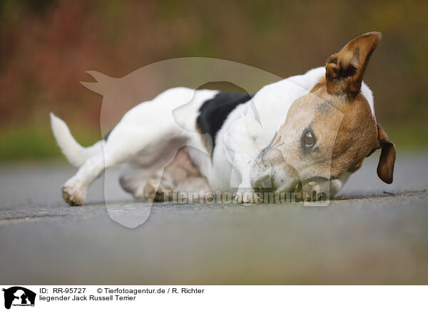 liegender Jack Russell Terrier / lying Jack Russell Terrier / RR-95727