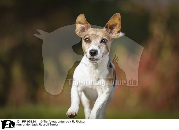 rennender Jack Russell Terrier / running Jack Russell Terrier / RR-95820