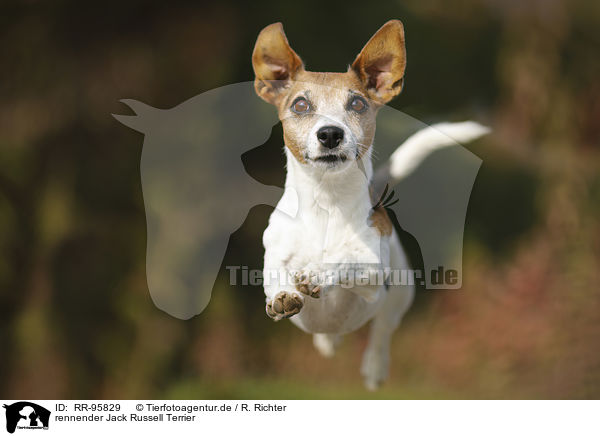 rennender Jack Russell Terrier / running Jack Russell Terrier / RR-95829