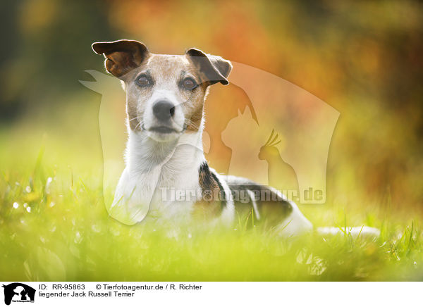 liegender Jack Russell Terrier / lying Jack Russell Terrier / RR-95863