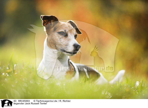 liegender Jack Russell Terrier / lying Jack Russell Terrier / RR-95864