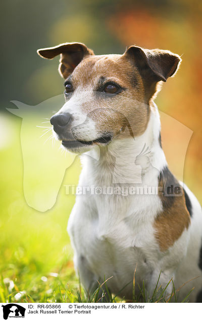 Jack Russell Terrier Portrait / Jack Russell Terrier Portrait / RR-95866