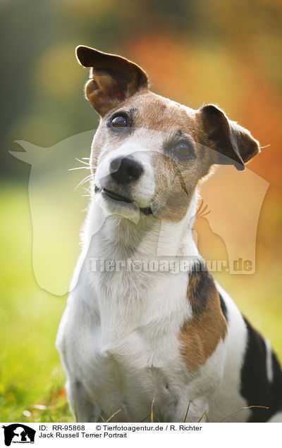 Jack Russell Terrier Portrait / Jack Russell Terrier Portrait / RR-95868