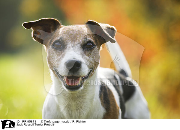 Jack Russell Terrier Portrait / Jack Russell Terrier Portrait / RR-95871
