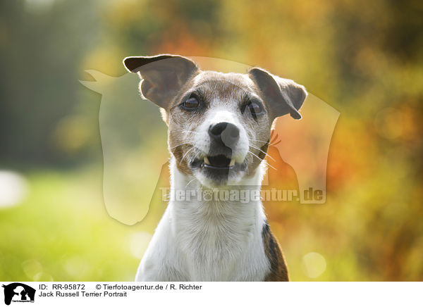 Jack Russell Terrier Portrait / Jack Russell Terrier Portrait / RR-95872