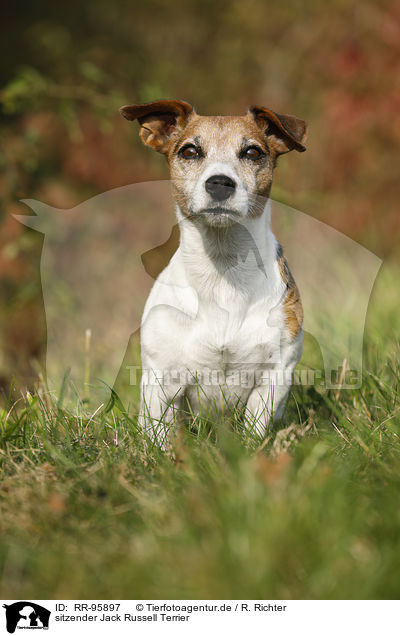 sitzender Jack Russell Terrier / sitting Jack Russell Terrier / RR-95897