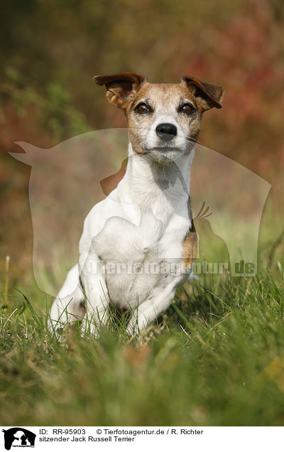 sitzender Jack Russell Terrier / sitting Jack Russell Terrier / RR-95903
