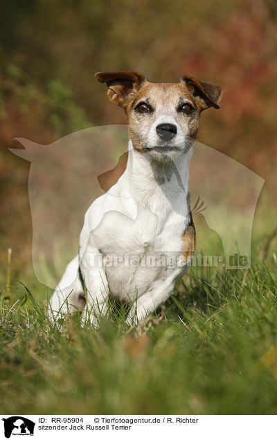 sitzender Jack Russell Terrier / sitting Jack Russell Terrier / RR-95904