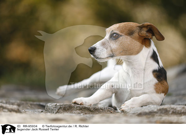 liegender Jack Russell Terrier / lying Jack Russell Terrier / RR-95934